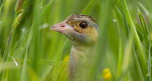 Image result for Crex crex