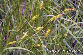 Attēlu rezultāti vaicājumam “Carex vesicaria”