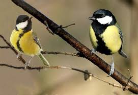 Attēlu rezultāti vaicājumam “Parus major male”