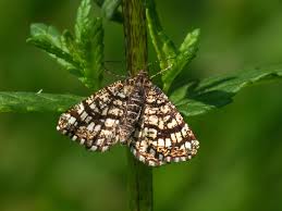 Attēlu rezultāti vaicājumam “Chiasmia clathrata”