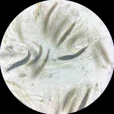 Attēlu rezultāti vaicājumam “Diderma ochraceum spores”