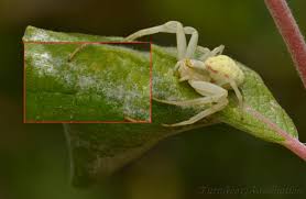 Attēlu rezultāti vaicājumam “Misumena vatia”