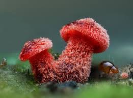 Attēlu rezultāti vaicājumam “Enteridium olivaceum macro”