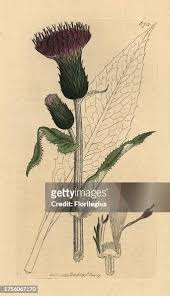 Attēlu rezultāti vaicājumam “Cirsium heterophyllum”