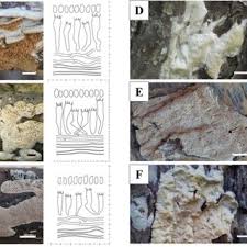 Attēlu rezultāti vaicājumam “Antrodia malicola”