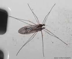 Attēlu rezultāti vaicājumam “Trichocera regelationis”