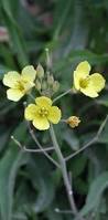 Image result for Diplotaxis tenuifolia