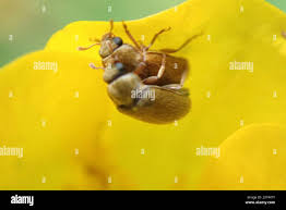 Attēlu rezultāti vaicājumam “Byturus ochraceus”