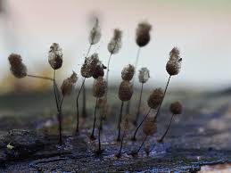 Attēlu rezultāti vaicājumam “Comatricha alta spores”