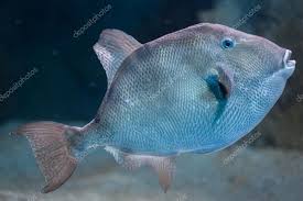 Image result for Balistes capriscus