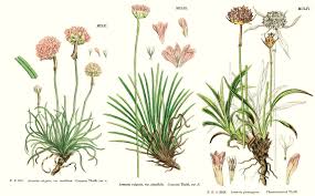 Attēlu rezultāti vaicājumam “Plumbaginaceae”