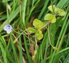Attēlu rezultāti vaicājumam “Veronica filiformis flower”
