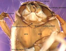 Attēlu rezultāti vaicājumam “Trichoptera”