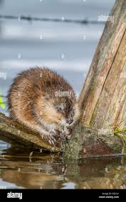 Attēlu rezultāti vaicājumam “Ondatra zibethicus”