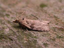 Attēlu rezultāti vaicājumam “Capua vulgana”