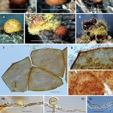 Attēlu rezultāti vaicājumam “Perichaena depressa”