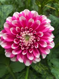 Image result for Dahlia hybrid.