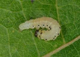 Attēlu rezultāti vaicājumam “Tethea or”