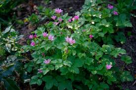 Attēlu rezultāti vaicājumam “Rubus arcticus”