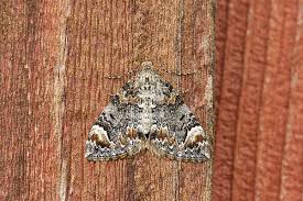 Attēlu rezultāti vaicājumam “Colostygia pectinataria male”