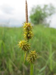 Attēlu rezultāti vaicājumam “Carex lepidocarpa”