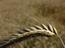 Image result for Secale cereale