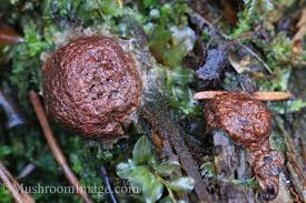 Attēlu rezultāti vaicājumam “Siphoptychium violaceum macro”