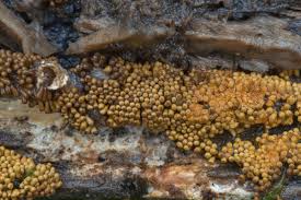 Attēlu rezultāti vaicājumam “Trichia scabra”