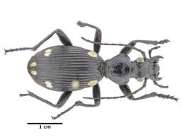 Attēlu rezultāti vaicājumam “Acupalpus flavicollis”