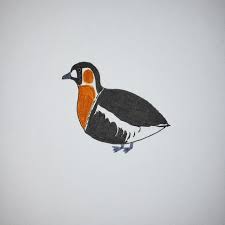 Attēlu rezultāti vaicājumam “Branta ruficollis”