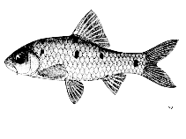 Image result for Cyprinus multitaeniatus