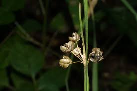 Attēlu rezultāti vaicājumam “Sisyrinchium montanum fruit”