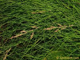 Attēlu rezultāti vaicājumam “Puccinellia distans”