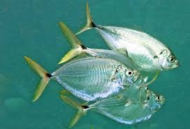 Image result for Menticirrhus americanus