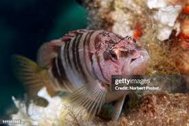 Image result for Serranus scriba