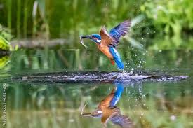 Attēlu rezultāti vaicājumam “Alcedo atthis”