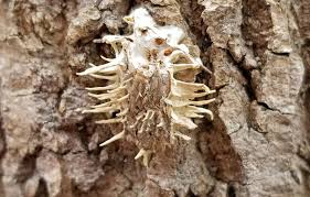 Attēlu rezultāti vaicājumam “Akanthomyces aculeatus”