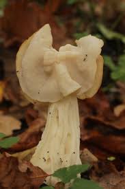 Attēlu rezultāti vaicājumam “Helvella”