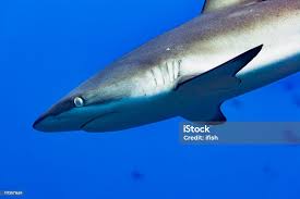 Image result for Carcharhinus amblyrhynchos