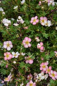 Attēlu rezultāti vaicājumam “Potentilla”