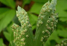 Attēlu rezultāti vaicājumam “Tranzschelia pruni-spinosae”