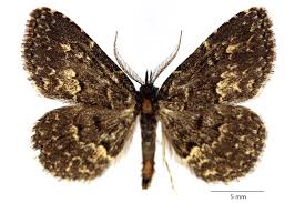 Attēlu rezultāti vaicājumam “Parascotia fuliginaria”