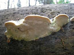 Attēlu rezultāti vaicājumam “Diplomitoporus flavescens”