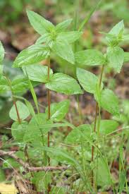 Attēlu rezultāti vaicājumam “Epilobium montanum”