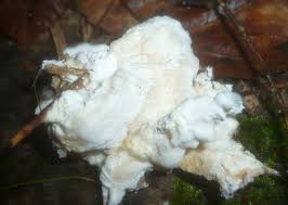 Attēlu rezultāti vaicājumam “Postia rennyi”