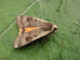 Attēlu rezultāti vaicājumam “Noctua pronuba”