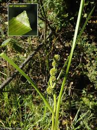 Attēlu rezultāti vaicājumam “Sparganium minimum flower”