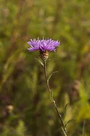 Image result for Centaurea scabiosa