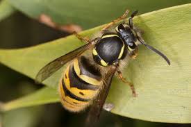 Attēlu rezultāti vaicājumam “Vespidae”