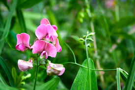 Attēlu rezultāti vaicājumam “Lathyrus sylvestris flower”